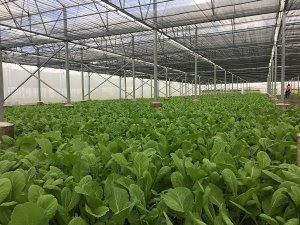 ���ڶ�ٴ뱣�����������챾��Ҷ�˹�Ӧ