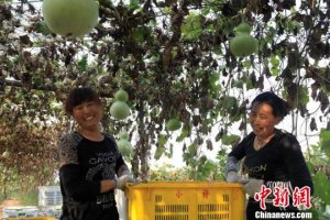 ɽ������ũҵ�������գ�ũ���ҵ���ƶ������«��