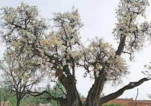 ��ҽ������12����Ĺڹ���̬��ҵ���롪��?�������Ĺڹ�ʵҵ�������޹�˾