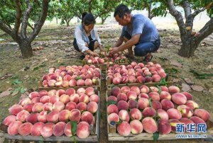 �ӱ����壺������ֲ�����